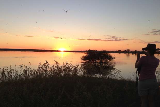 A person with a camera observes a sunset over a calm lake, surrounded by sparse vegetation and silhouetted trees, under a sky dotted with small flying insects.