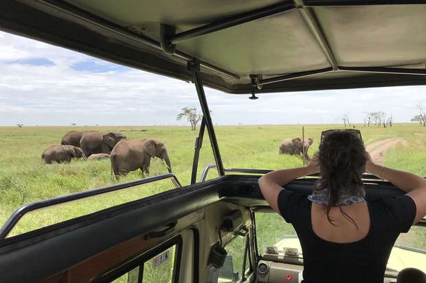 A person observes a herd of elephants from an open-roofed safari vehicle, surrounded by grassy plains and distant trees under a cloudy sky.