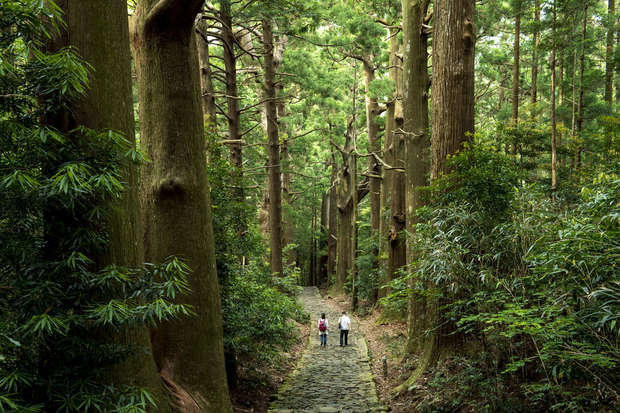 Two people walk along a stone path surrounded by tall, dense trees in a lush, green forest, creating a serene and secluded atmosphere.