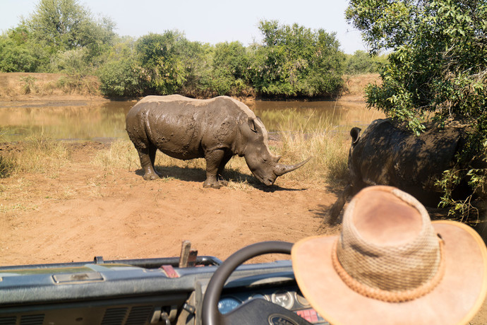 A rhinoceros stands near a muddy waterhole, covered in mud, while a person wearing a straw hat observes from a nearby vehicle, surrounded by green foliage and trees.