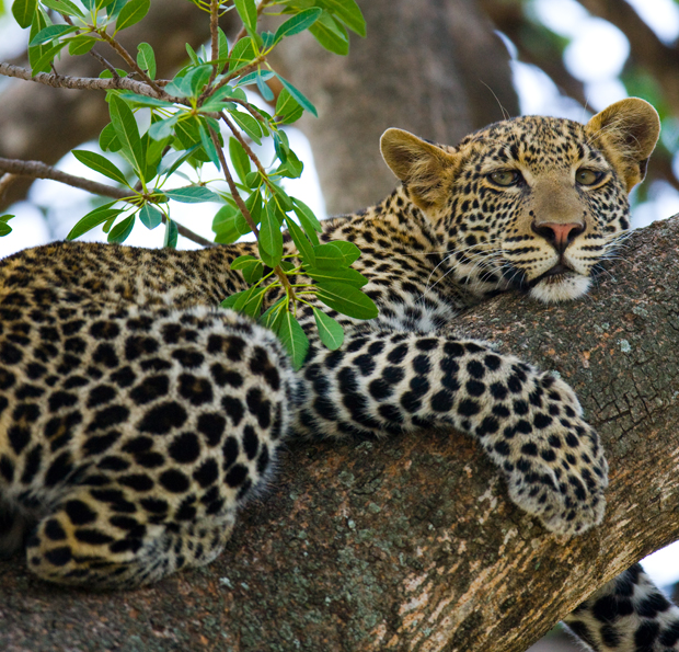 A leopard rests on a tree branch, draping its forelegs over the bark. Leaves surround the animal, providing a lush, green canopy in a natural forest setting.