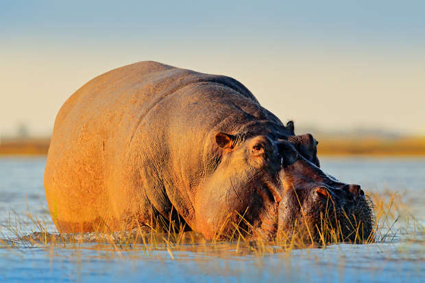 A large hippopotamus calmly stands in shallow water surrounded by grasses, under a clear sky, with warm sunlight highlighting its skin.