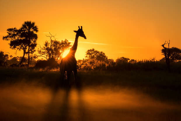 Giraffe standing still with a vibrant sunset behind, casting a silhouette. Surrounding trees and grasslands create an African savanna landscape, with a warm, golden sky enhancing the scene.