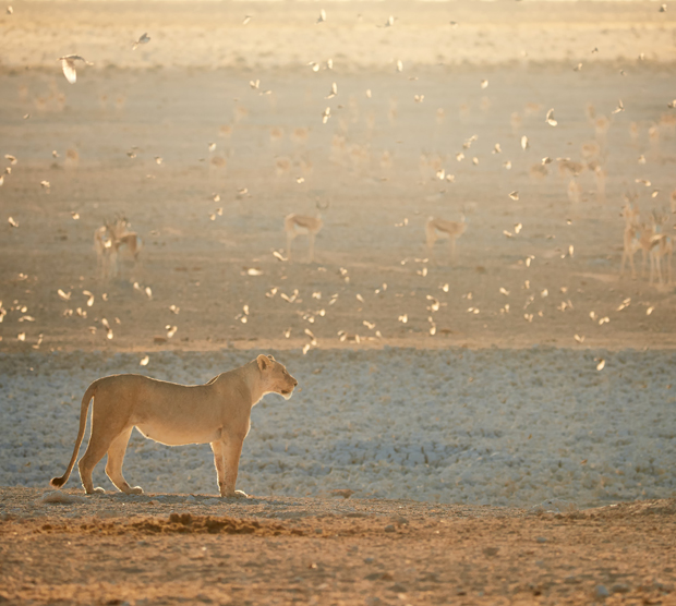 A lioness stands alert on a sandy landscape, surrounded by circling birds. In the background, a group of antelope graze under a warm, glowing sky.