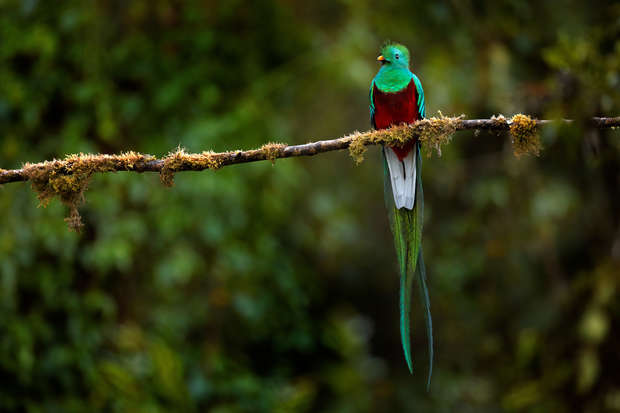 A vibrant quetzal perches on a moss-covered branch, displaying its iridescent green and red plumage within a dense, lush forest setting.