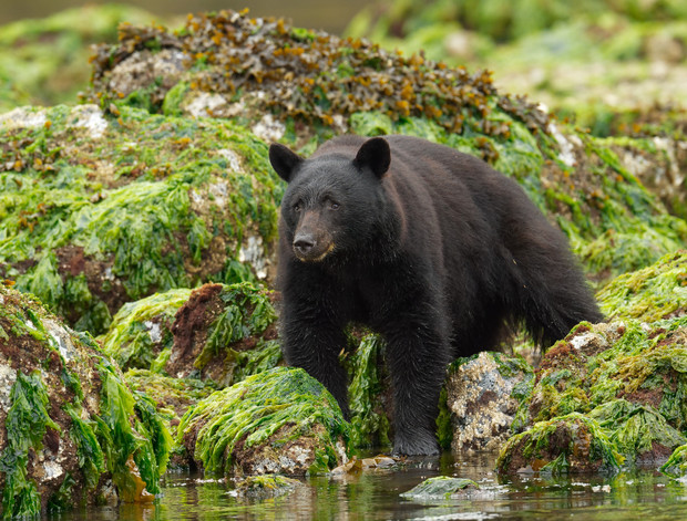 A black bear stands alert on seaweed-covered rocks beside a shallow stream, surrounded by lush, green vegetation in a natural, serene setting.