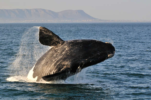 A whale breaches the ocean surface, creating a splash, with distant mountains visible under a clear sky in the background.