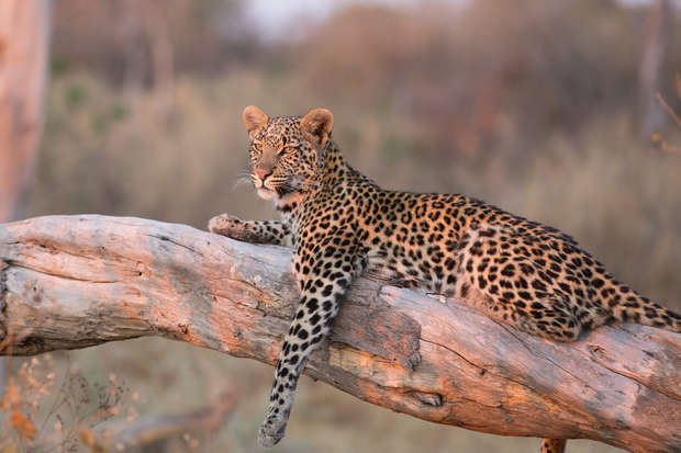 A leopard rests gracefully on a large, weathered tree branch, surrounded by blurred, dry grassland, appearing relaxed and watchful in a natural setting.