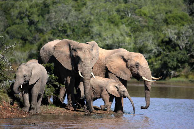 Elephants stand and drink at a waterhole, with three adult elephants and a calf gathered near the water’s edge. Dense green vegetation forms the backdrop in a natural setting.