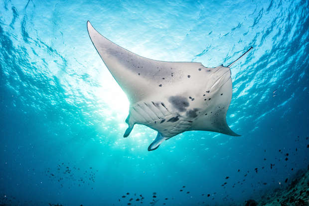 A manta ray glides gracefully underwater, illuminated by sunlight filtering through the clear blue water, surrounded by small fish and a sandy seabed below.