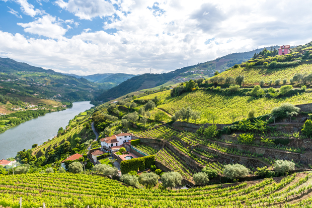 A terraced vineyard stretches across rolling hills, bordered by a river on the left, with a few houses nestled among lush green vines, under a partly cloudy sky.