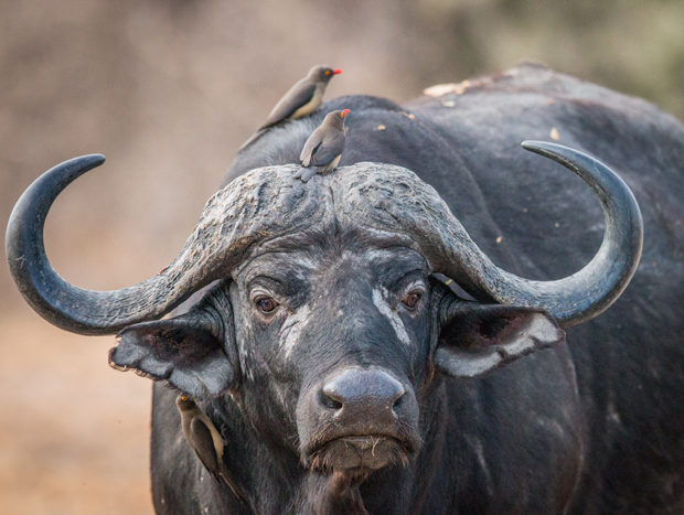 A large buffalo stands calmly, with several small birds perched on its head and back. The setting is a natural, open landscape, suggesting a wildlife safari environment.