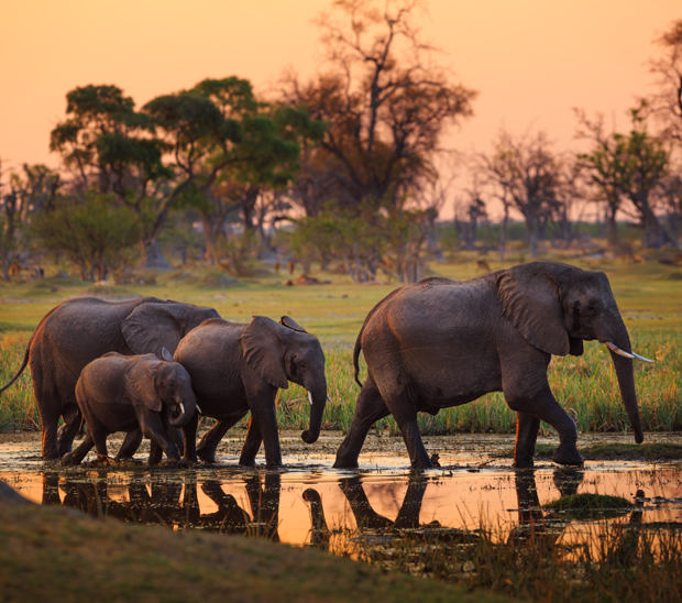 Elephants walk through a shallow waterhole at sunset, surrounded by grassy plains and silhouetted trees in the background, creating a serene, natural scene.