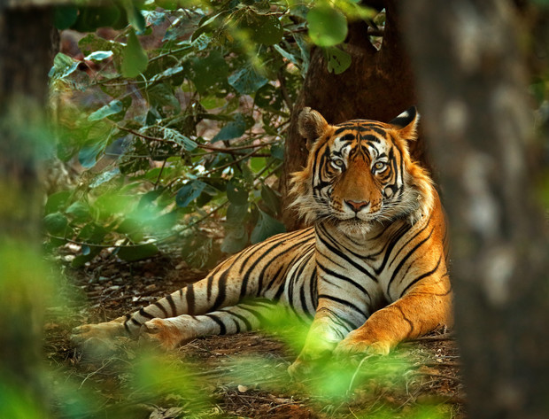 A tiger lies resting on the forest floor, surrounded by lush green foliage and trees, gazing intently forward.