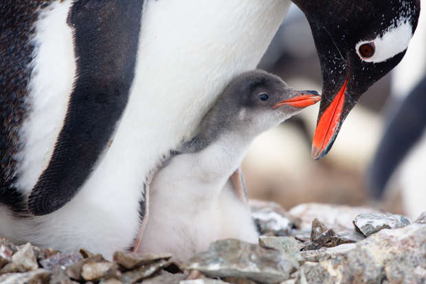 A penguin chick nestles under an adult penguin, looking up, while surrounding rocks form a rugged foreground in a cold, natural environment.