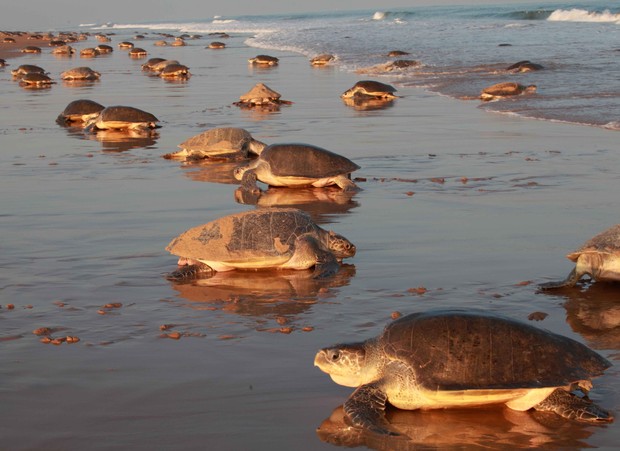 Turtles move towards the ocean on a sandy beach, with waves gently lapping in the background during dawn light.