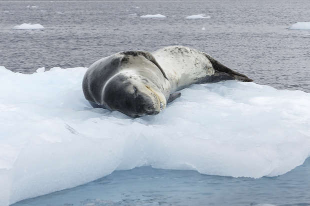 A seal lies resting on a floating ice sheet amid a vast, open body of water. Small ice chunks drift nearby, suggesting a cold, polar environment.