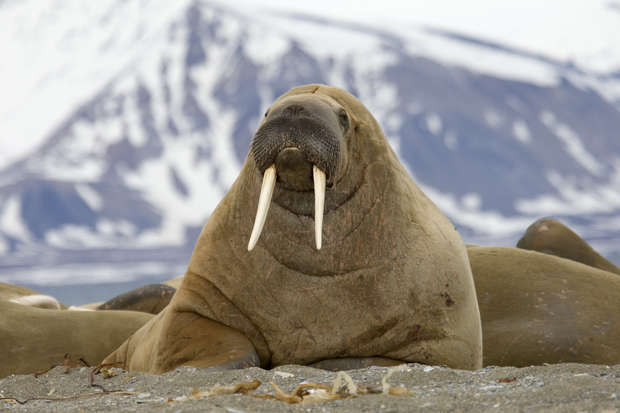 A walrus rests on a rocky shoreline, displaying its long tusks. It is surrounded by other walruses, with snow-covered mountains in the distant background.