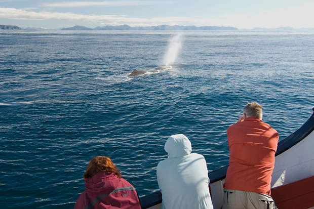 A whale surfaces, spouting water, as three people on a boat observe. The ocean stretches out, bordered by distant mountains under a clear sky.