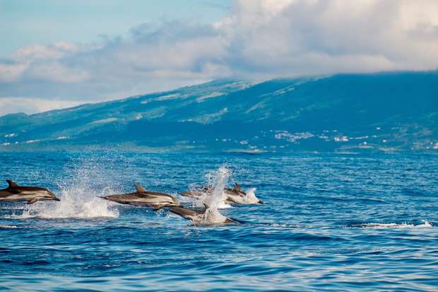 Dolphins leap energetically from the ocean, creating splashes, against a backdrop of a mountainous island and cloudy sky.