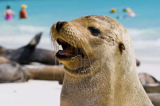 A sea lion with its mouth open is on a sandy beach, surrounded by other sea lions. The background features a clear blue sea and people swimming in the distance.