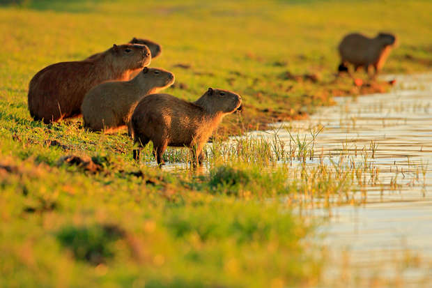Capybaras, standing alertly, gather near a water's edge on a grassy field. The warm light of the setting sun casts a golden hue over the scene.