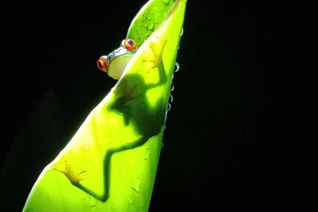 A red-eyed tree frog clings to a vibrant green leaf, casting a shadow against it. Water droplets are visible on the leaf, with a dark, contrasting background.