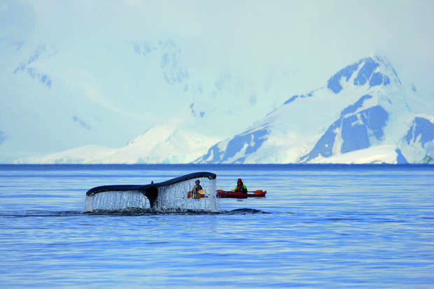 A whale's tail emerges from the water, splashing, near two people in kayaks. Snow-covered mountains create a serene backdrop under a cloudy sky.