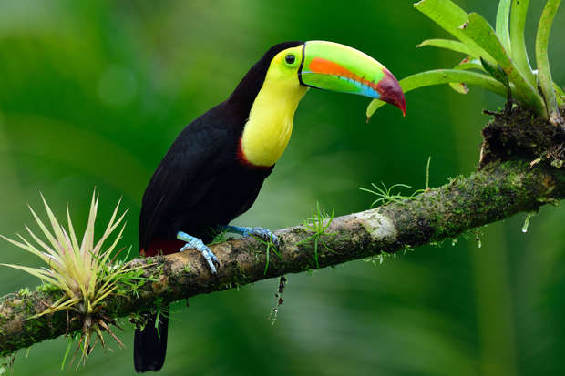 A toucan with a vibrant, multicolored beak perches calmly on a mossy branch, surrounded by vivid green foliage in a lush, tropical environment.