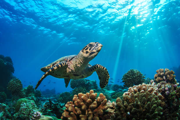 A sea turtle swims gracefully through a vibrant coral reef, surrounded by diverse aquatic plants and bathed in sunlight filtering through the clear blue water.