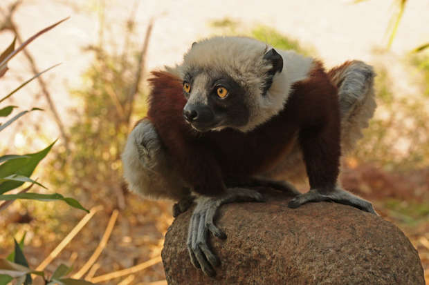 A lemur crouches alertly on a rock, surrounded by vegetation and dappled sunlight, its wide yellow eyes focused intently ahead.