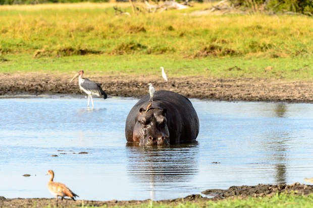 A hippopotamus stands partly submerged in a pond, with a small bird perched on its back. Nearby, other birds are wading and standing on the grassy bank.