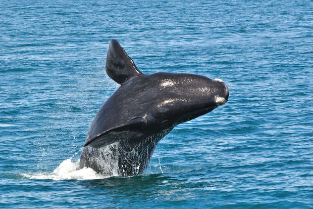 A large whale breaches the ocean's surface, water splashing around its shiny, dark body in bright sunlight, set against a vast expanse of clear blue sea.