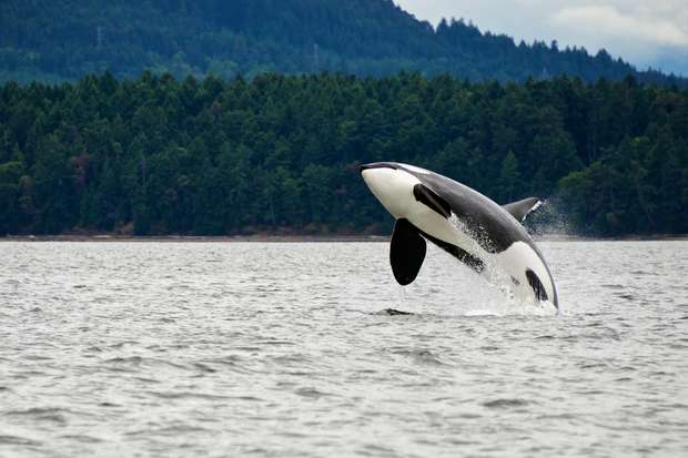 An orca whale leaps out of the water, creating a splash, against a backdrop of dense evergreen forest and cloudy sky.