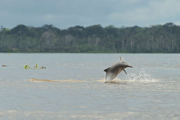 A dolphin leaps out of the water, making a splash, in a wide river. Dense, green trees line the distant shore under a cloudy sky.