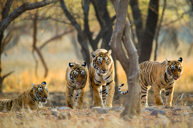 Four tigers walk together in a dry, forested area with scattered trees and tall grass, appearing alert and focused on their surroundings.