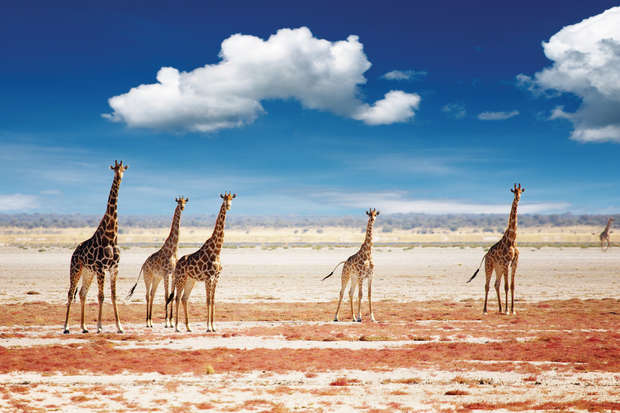 Giraffes stand still on a dry, open landscape with sparse vegetation, under a bright blue sky dotted with scattered white clouds.