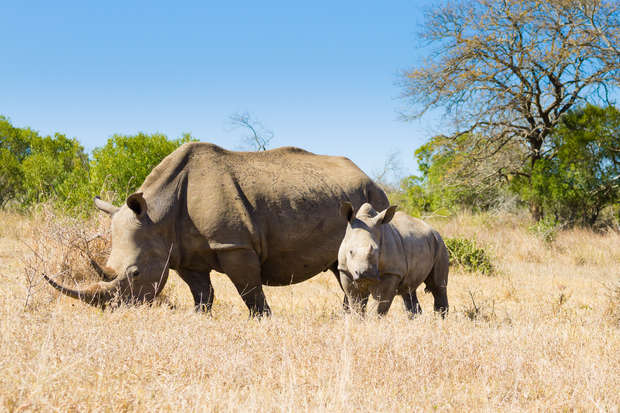 A rhinoceros and its calf walk through dry grass in a savannah. Sparse trees and greenery are visible under a clear blue sky.