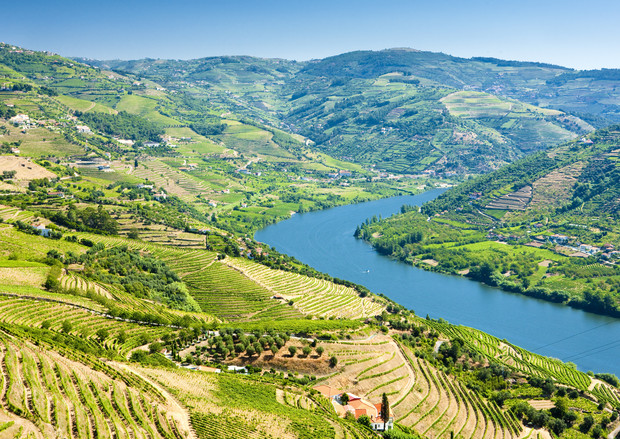 Terraced vineyards, cascading down lush green hillsides, overlook a winding river under a clear blue sky, creating a picturesque landscape of cultivated agriculture and natural beauty.