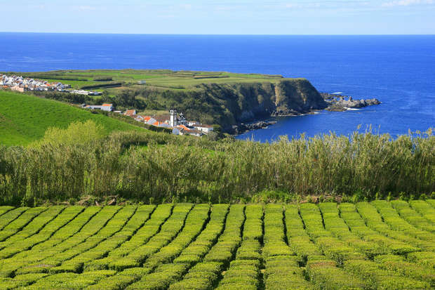 Tea plantation extending across neatly arranged rows, set on a hillside. Overlooking the coastline with blue ocean and cliffs. A small village with white houses and church nearby.