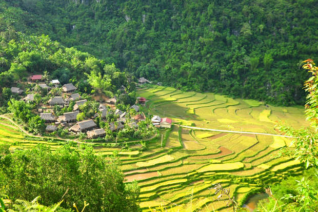 A small village with traditional houses nestled among lush green trees sits adjacent to expansive, terraced rice fields, with rolling hills and dense forest in the background.