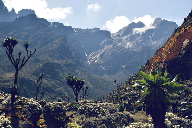 Striking mountain peaks rise in the background, partially covered with snow. Unique tall plants with broad leaves stand scattered across a rocky, grassy terrain under a bright, cloudy sky.