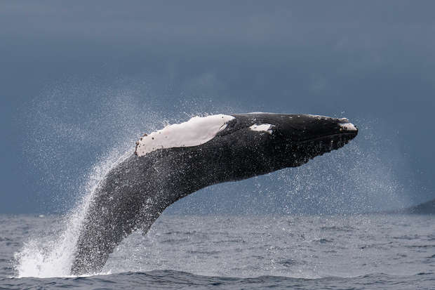 A humpback whale breaches the ocean surface, arching gracefully mid-air, with splashes around it against a backdrop of a cloudy sky and expansive sea.