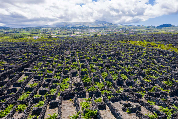 Stone-walled enclosures with green vines grow in square, grid-like patterns, stretching towards the horizon. Rolling hills and scattered houses appear in the distance under a partly cloudy sky.