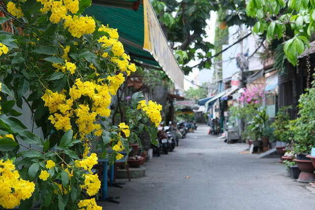 Yellow flowers bloom vibrantly on a bush, lining a quiet, narrow street. Potted plants and colorful awnings create a cozy, residential neighborhood setting with a peaceful atmosphere.