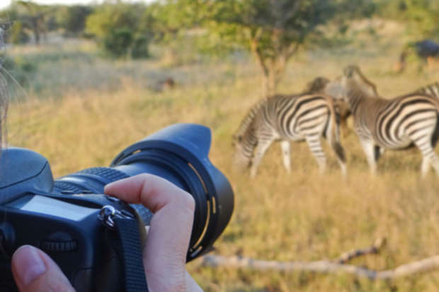 A person holds a camera, focusing on zebras grazing in a grassy savannah landscape, with trees scattered in the background.