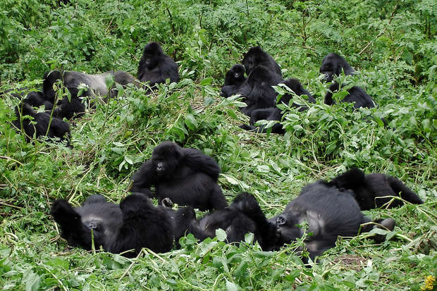 Gorillas resting and interacting on the ground, surrounded by lush green foliage in a dense forest environment.