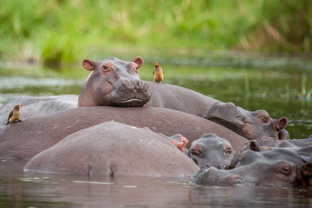 A group of hippos rests partially submerged in water, while small birds perch on them. The setting is a lush, green watery landscape, suggesting a natural habitat.