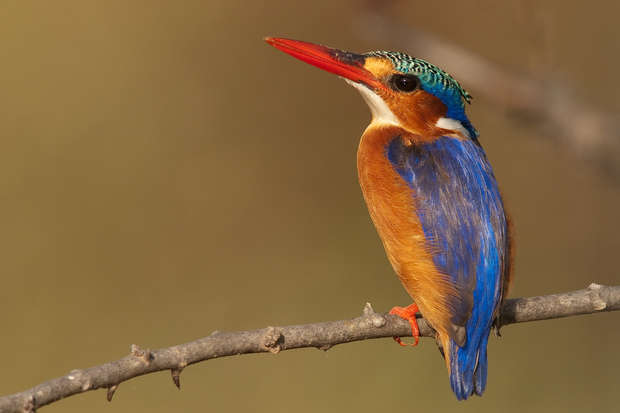 A vibrant kingfisher perches on a bare branch, displaying vivid blue and orange plumage with a striking red beak, set against a blurred brown background.