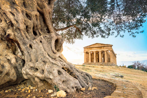 Massive olive tree stands prominently with twisted, gnarled trunk; ancient Greek temple in the background, under a blue sky on a rocky terrain, suggesting a historical landscape setting.